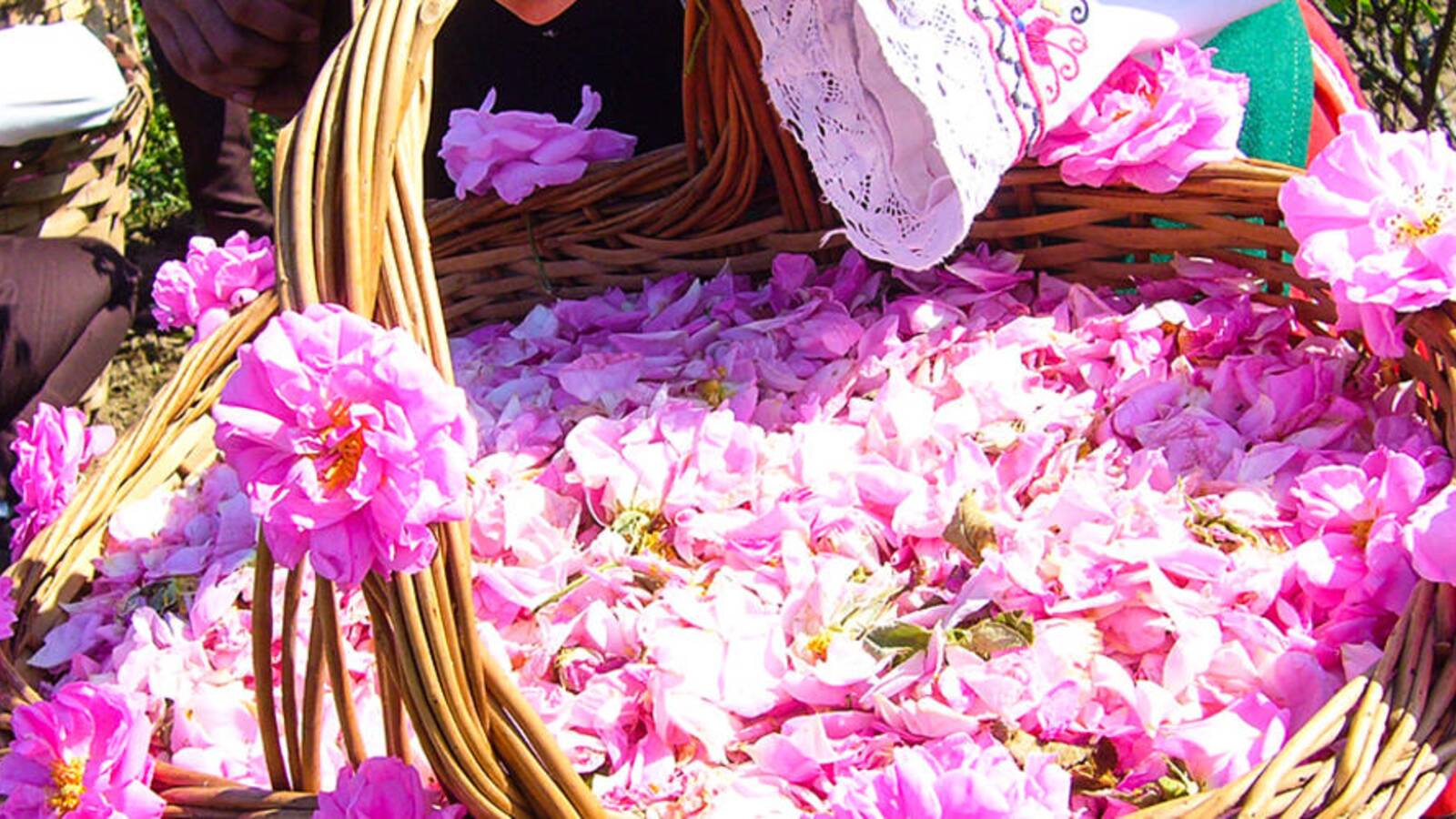 El ritual milenario de la extracción de agua de rosas